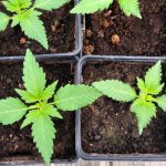 preparing-for-growth-in-the-cannabis-industry