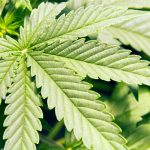 NC-may-finally-be-close-to-legalizing-medical-cannabis