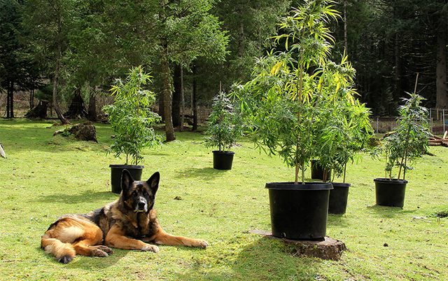 benefits-of-CBD-oil-for-dogs-simple-wag