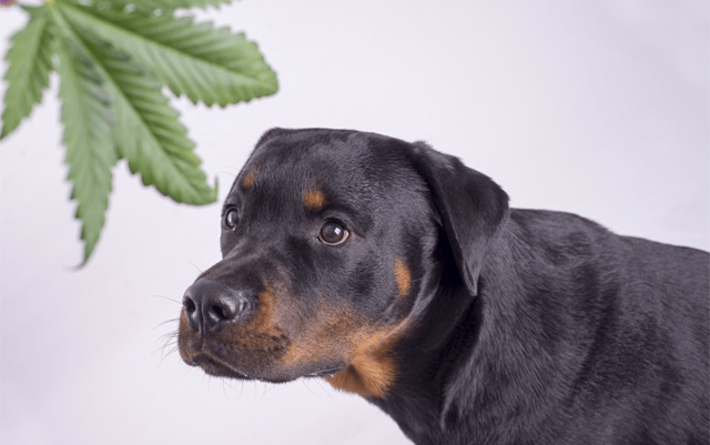 Is-it-safe-to-give-your-dog-CBD-king-kanine-img-1