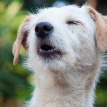 6-important-ways-CBD-is-helping-our-pets