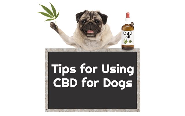 Important-Tips-for-Using-CBD-for-Dogs-king-kanine