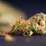 new-federal-bill-hopes-to-legalize-and-regulate-cannabis-like-alcohol