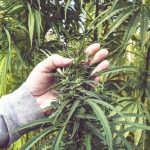 a-new-day-in-the-hemp-industry