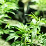 european-cannabis-market-grew-more-in-2018-than-it-did-in-previous-6-years-combined