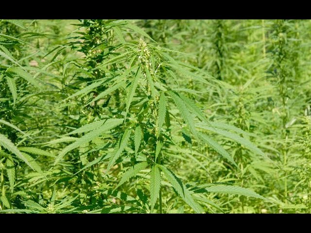 photo of 02-11-2019 – Cannabis News with Joe Klare image