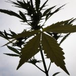the-coming-cannabis-crash