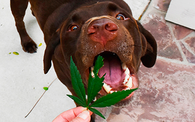 photo of California Introduces Bill to Allow Veterinarians to Recommend Cannabis for Pets image