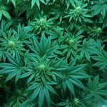 canna-wholesalers-just-how-big-is-legal-marijuana