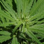 canna-wholesalers-the-health-effects-of-cannabis-informed-opinions