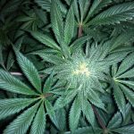 canna-wholesalers-the-use-of-high-CBD-extracts-to-treat-epilepsy-and-other-diseases