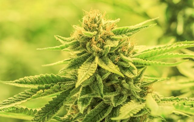 interesting-facts-about-weed-you-didnt-know