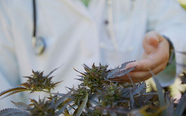 members-of-congress-urge-DEA-to-speed-up-approval-process-for-medical-marijuana-research-applications