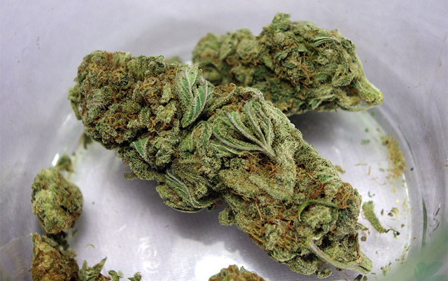 Strain Review: MK Ultra | The Marijuana Times