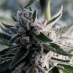 why-cannabis-companies-are-switching-to-CBD
