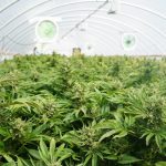 MMJ-biopharma-partners-applies-for-DEA-license-to-grow-cannabis-for-FDA-research