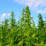ohio-one-of-the-last-four-states-without-a-hemp-pilot-program