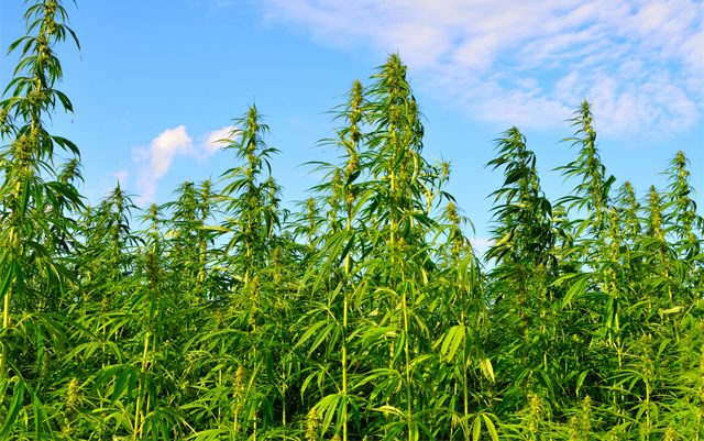 ohio-one-of-the-last-four-states-without-a-hemp-pilot-program
