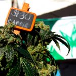 there-is-a-widening-price-gap-between-legal-and-illegal-marijuana-in-canada