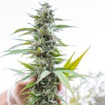 DEA-to-expand-medical-cannabis-research-program