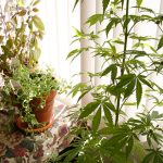 new-hampshire-governor-vetoes-medical-marijuana-home-growing