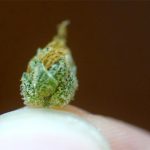 recent-study-suggests-microdosing-THC-could-reverse-brain-aging