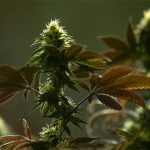 an-update-on-federal-marijuana-law-reform