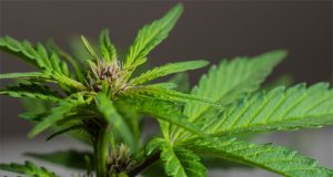 GW-pharmaceuticals-is-looking-to-treat-autism-with-cannabis