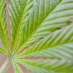congress-to-vote-on-ending-federal-marijuana-prohibition