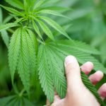new-poll-shows-most-americans-dont-know-what-schedule-marijuana-falls-under
