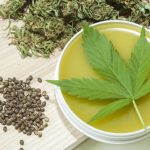 highest-CBD-strain-of-cannabis
