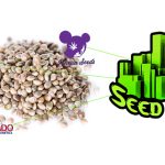 best-cannabis-seed-bank-2020