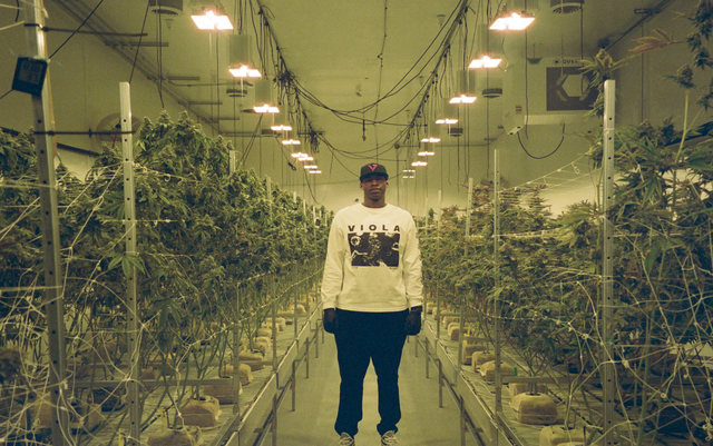 photo of Viola Launches Cannabis Business Incubator Program with Gold Standard Farms image