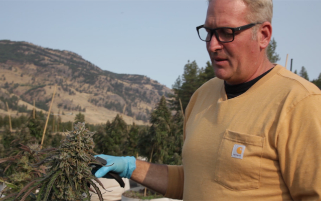 photo of The 70-Tonne Outdoor Cannabis Harvest in BC image