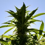 frustration-over-lack-of-federal-cannabis-reform