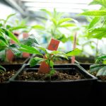thailand-allows-home-growing-of-cannabis