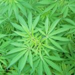 WV-house-passes-bill-to-limit-companies-for-marijuana-testing