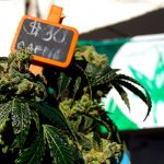 new-mexico-prepares-for-april-1st-start-to-legal-cannabis-sales