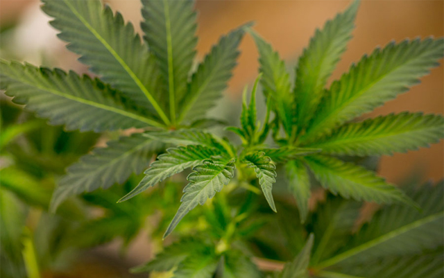 new-york-approves-first-cannabis-cultivation-licenses