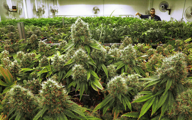 CA-gov-proposal-to-eliminate-cannabis-cultivation-tax
