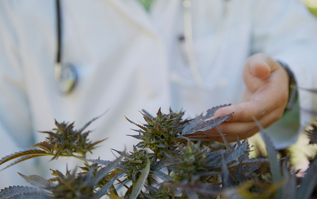 federal-government-to-fund-research-on-using-cannabis-to-treat-cancer
