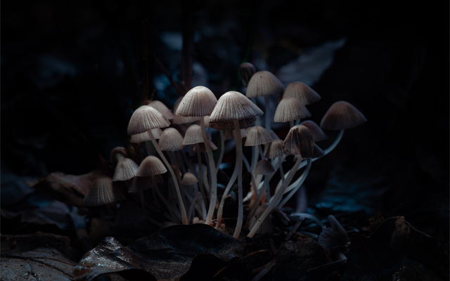 How-To-Buy-Magic-Mushrooms-Confidently-As-A-First-Timer