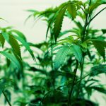 CA-cannabis-grower-fined-over-300K