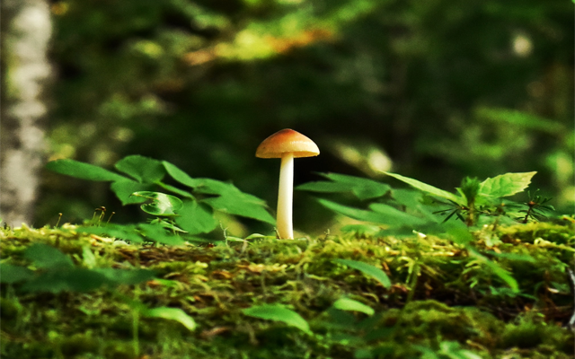 magic-mushroom-safety-tips