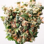 strain-review-three-cannabis-strains-for-the-holidays